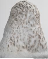 animal skin feathers seagull 0008